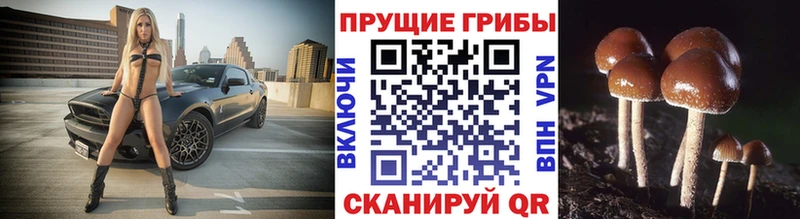 Псилоцибиновые грибы GOLDEN TEACHER Константиновск